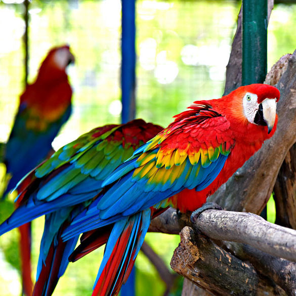 macaw guyana zoo